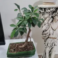 بنسای بونسای فیکوس رتوزا