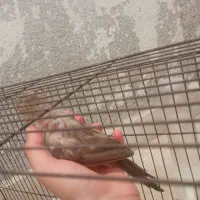 عروس هلندی|پرنده|بوشهر, |دیوار