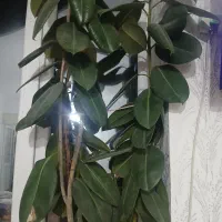 اکانت فرفایر خفن