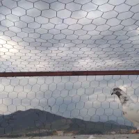 کبوتر تکپر|پرنده|مینودشت, |دیوار