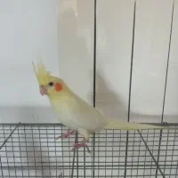 عروس هلندی