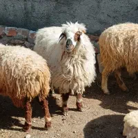 یک تقلی استاق با یک بره نر  قوچی یک ساله