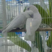 طوطی کاکادو گوفین