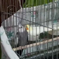 عروس هلندی جفت مولد