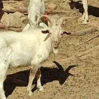 بز سانن فروشی|حیوانات مزرعه|مشهد, استاد یوسفی (شهرک غرب)|دیوار