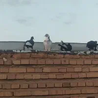 پلنگ
