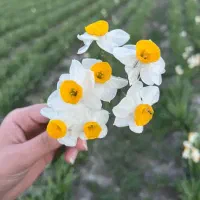 گل نرگس شهلادرجه یک