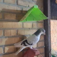 کبوتر|پرنده|بهبهان, |دیوار