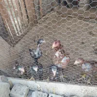 خروس وجوجه لاری