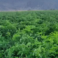 مقدار 3/5هکتار ونیم زمین کشاورزی