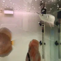 اروانا سیلور|ماهی|تبریز, |دیوار