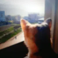 واگذاری گربه خانگی|گربه|علی‌آباد کتول, |دیوار