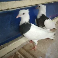 کبوتر|پرنده|رامهرمز, |دیوار