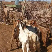 ۶عدد بز جوان  مناسب برای نگهداری دامازلیخ|حیوانات مزرعه|تبریز, |دیوار