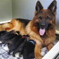 سگ ژرمن|سگ|کرج, عظیمیه|دیوار