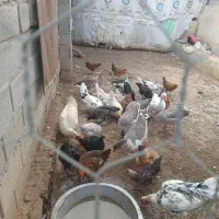 غاز