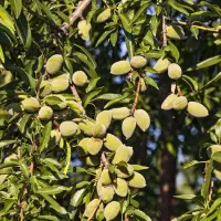 عرضه و فروش مـستقیم بادامـ