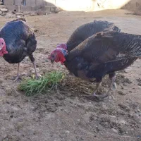 بوقلمون