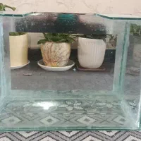 آکواریوم|ماهی|فسا, |دیوار