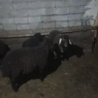 ۵تا بره نرر