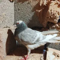 200|پرنده|تربت جام, جلگه موسی آباد|دیوار