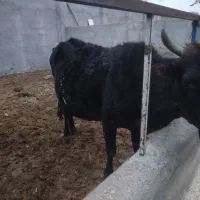 ۶عدد گوساله ماده ویک  گاو محلی ۷ماه آبستن|حیوانات مزرعه|قنوات, |دیوار
