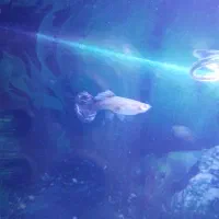 ماهی گوپی|ماهی|کرمانشاه, |دیوار