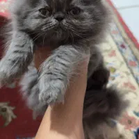 پرشین سوپر فلت