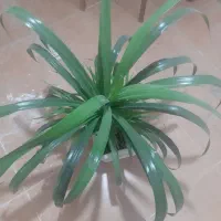 گل پاندانوس بسیار زیبا