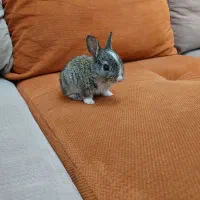 خرگوش رام دستی