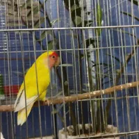 طوطی برزیلی ماده اماده جفت|پرنده|کرج, آق تپه|دیوار