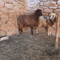 میش افشاری و بره|حیوانات مزرعه|مسجد سلیمان, |دیوار