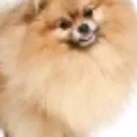 واگذاری توله سگهای پامرانین اروپای المانی اصل