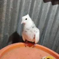 کبوتر|پرنده|شوشتر, |دیوار