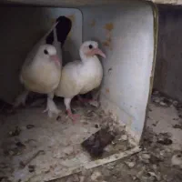 کبوتر دمسیاه