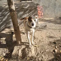 توله الابای ترکمن|سگ|مشهد, میان ولایت|دیوار