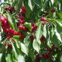 فروشومعاوضه باغ۱۰۰۰ متری در عارفی|فروش دفتر صنعتی، کشاورزی، تجاری|مشهد, رباط طرق|دیوار