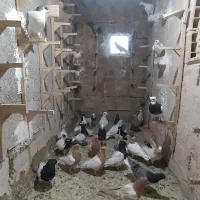 کفتر جفتی وپرشی جون