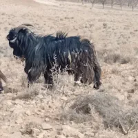 چبش.پازن.دوبر شهرکردی|حیوانات مزرعه|ارسنجان, |دیوار