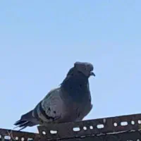 یک جفت کبوتر کلکسیونی|پرنده|اصفهان, جاوان|دیوار