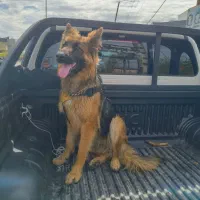 واگذاری سگ ژرمن شپرد شولاین اصیل