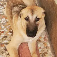 سگ سرابی|سگ|چابکسر, |دیوار