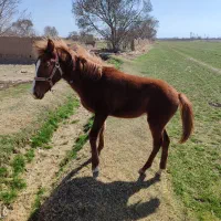 کره نره|اسب و تجهیزات اسب‌سواری|اسفرورین, |دیوار