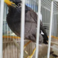 مرغ مینا سخنگو