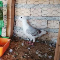 کبوتر