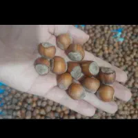 فندوق تازه