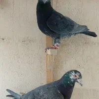 زاغ آلمانی قلدور نرپولکی نر جوجه پرشی ۳تاش ۱تومن|پرنده|مشهد, نیروی هوایی|دیوار