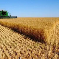 دو هکتار اجاره زمین کشاورزی در روستای کرد|اجارهٔ دفتر صنعتی، کشاورزی، تجاری|آق قلا, |دیوار