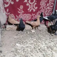 کبوتر