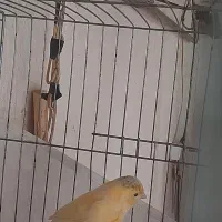 قناری نر|پرنده|اردبیل, |دیوار